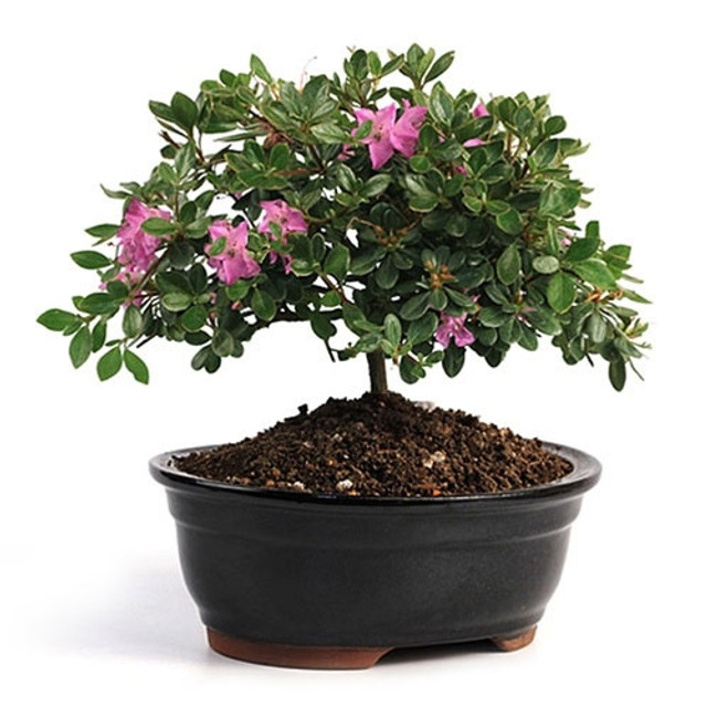 Purple Blossom Azalea, purple azalea blooms, Rhododendron Purple Blossom, garden azalea, flowering bonsai, purple flowering shrub, azalea plant, lush foliage azalea, vibrant purple flowers, broadleaf evergreen azalea