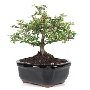 Miniature Cotoneaster Bonsai, Cotoneaster Bonsai Tree, Small Bonsai Tree, Decorative Cotoneaster, Miniature Bonsai Plant, Bonsai with Berries, Indoor Bonsai, Outdoor Bonsai, Compact Bonsai Tree, Cotoneaster Plant, Glossy Leaf Bonsai, Seasonal Bloom Bonsai