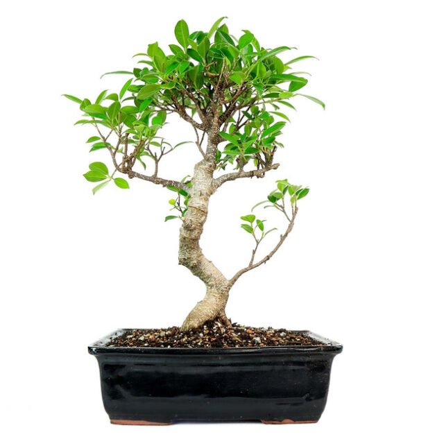 Taiwan Ficus bonsai, Ficus microcarpa bonsai, 10-inch Ficus bonsai, indoor bonsai tree, outdoor bonsai tree, glossy leaves bonsai, tropical bonsai, miniature Ficus tree