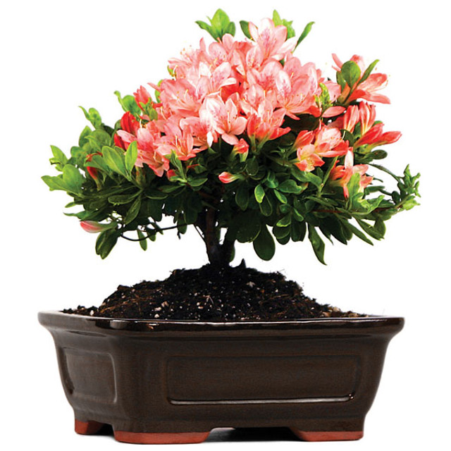 azalea pink blossom bonsai, pink blossom azalea, azalea bonsai tree, flowering bonsai, pink azalea plant, ornamental azalea, indoor bonsai, garden azalea, spring bloom bonsai, beginner bonsai tree