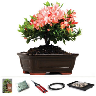 Azalea Pink Blossom, Azalea Starter Kit, flowering shrub, pink flowers, garden kit, bonsai kit, Rhododendron Pink Blossom, decorative pot, gardening essentials, Azalea care, blooming Azalea, outdoor plants