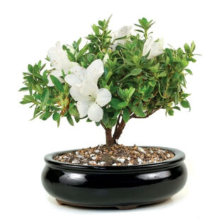 Azalea White Blossom, White Azalea Bonsai, White Blooming Azalea, Broadleaf Evergreen Azalea, Elegant White Bonsai, Pristine Azalea Flowers, White Azalea Garden, Rhododendron White Blossom, Lush White Azalea Foliage, White Blossom Bonsai Tree