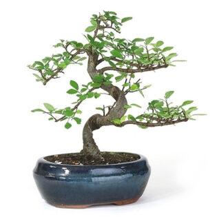 miniature Chinese Elm, Ulmus parvifolia 'Seiju', compact Chinese Elm, bonsai tree, small garden tree, ornamental tree, Asian bonsai, garden decoration, semi-deciduous tree, vibrant autumn leaves, container planting tree, easy-care bonsai, small stature tree, Chinese Elm bonsai, resilient garden tree