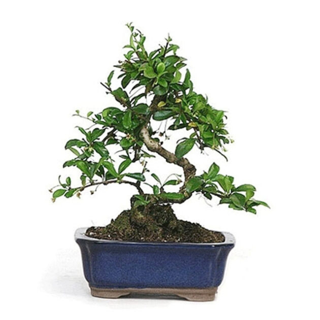 Miniature Flowering Tea Tree, Carmona microphylla, Fukien Tea Bonsai, small white flowers, glossy green leaves, indoor bonsai, compact bonsai tree, miniature flowering shrub, tropical bonsai, decorative indoor plant