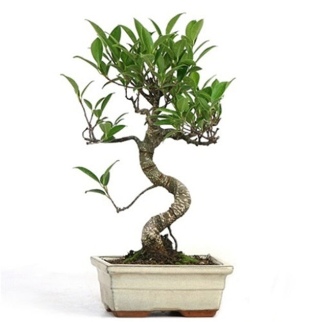 Miniature Golden Gate Ficus, Ficus microcarpa 'Golden Gate', bonsai, variegated leaves, indoor bonsai, small bonsai tree, golden gate ficus, compact bonsai, glossy leaves, tropical bonsai, decorative bonsai