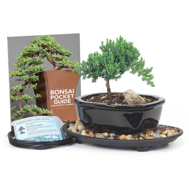 juniper starter kit, juniper plants, bonsai tree, juniper bonsai, garden kit, planting kit, evergreen shrub, bonsai accessories, gardening tools, low-maintenance plants, garden starter kit