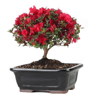 red azalea, red blossom azalea, blooming azalea, garden azalea, vibrant red flowers, ornamental azalea, flowering shrub, garden plants, azalea blossoms, red flowers