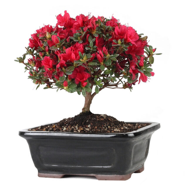 red azalea, red blossom azalea, blooming azalea, garden azalea, vibrant red flowers, ornamental azalea, flowering shrub, garden plants, azalea blossoms, red flowers