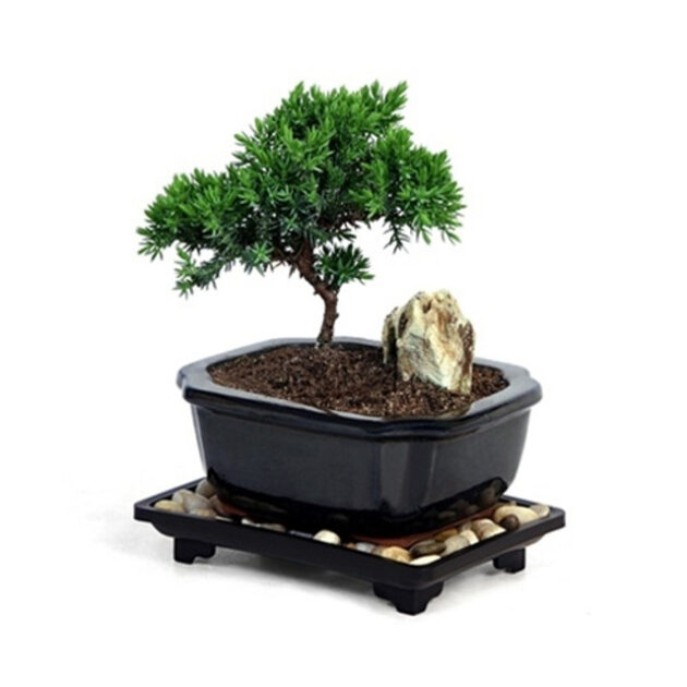 miniature juniper, young juniper bonsai, Juniperus communis 'Miniature', compact evergreen shrub, small garden plants, ground cover juniper, evergreen foliage, low-maintenance juniper, ornamental juniper, container plants, drought-tolerant juniper, garden landscaping juniper, rock garden juniper