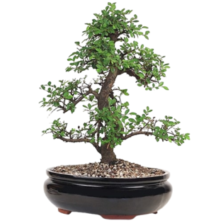 Bonsai Trees