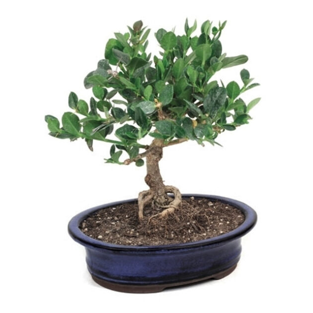 Natal Plum Bonsai, Carissa macrocarpa, evergreen shrub, edible fruits, fragrant flowers, glossy foliage, garden plant, year-round beauty, ornamental plant, resilient bonsai