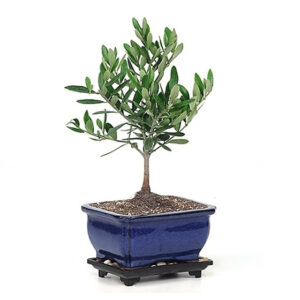 Miniature Little Ollie Olive Bonsai, Mediterranean bonsai, evergreen bonsai tree, small olive bonsai, bonsai with gnarled trunk, indoor bonsai plant, outdoor bonsai tree, Little Ollie Olive Bonsai care, decorative bonsai, olive tree bonsai