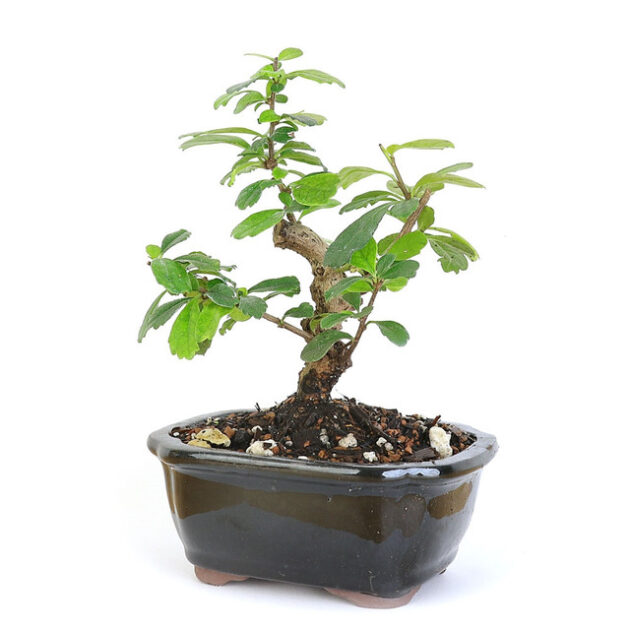 Shohin Flowering Tea Tree, Fukien Tea Bonsai, Carmona microphylla, miniature bonsai, indoor flowering bonsai, small bonsai tree, delicate bonsai leaves, year-round bonsai blooms, bonsai tree with white flowers, compact bonsai plant