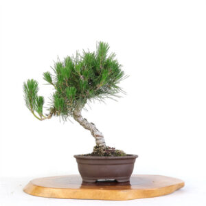 Artist Curated Japanese Black Pine, Japanese Black Pine Bonsai, Jason Chan Bonsai, Lifelike Black Pine Sculpture, Unglazed Oval Pot Bonsai, Mature Black Pine Tree, Botanical Art Sculpture, Realistic Bonsai Tree, Elegant Black Pine Art, Japanese Black Pine Decoration