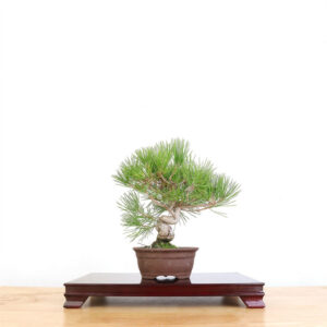 Artist Curated Japanese Black Pine, Japanese Black Pine Bonsai, Jason Chan Bonsai, Lifelike Bonsai Sculpture, Unglazed Oval Pot Bonsai, Mature Japanese Black Pine, Botanical Art Sculpture, Realistic Black Pine Tree, Elegant Bonsai Art, Japanese Black Pine Decoration