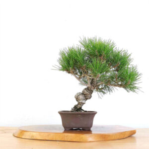 Artist Curated Japanese Black Pine, Japanese Black Pine Bonsai, Jason Chan Bonsai, Unglazed Rectangle Pot Bonsai, Mature Black Pine Tree, Bonsai Tree Art, 14 Inch Black Pine Bonsai, Bonsai Tree Care, Elegant Bonsai Display, Japanese Black Pine Art