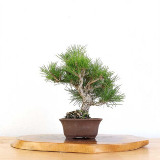 Artist Curated Japanese Black Pine, Japanese Black Pine Sculpture, Jason Chan Bonsai, Lifelike Black Pine Art, Botanical Art Sculpture, Unglazed Rectangle Pot Bonsai, Handcrafted Bonsai Tree, Realistic Bonsai Tree, Japanese Black Pine Art, Bonsai Tree Decoration