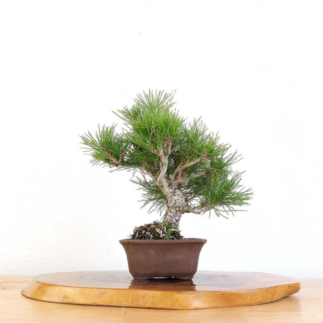 Artist Curated Japanese Black Pine, Japanese Black Pine Sculpture, Jason Chan Bonsai, Lifelike Black Pine Art, Botanical Art Sculpture, Unglazed Rectangle Pot Bonsai, Handcrafted Bonsai Tree, Realistic Bonsai Tree, Japanese Black Pine Art, Bonsai Tree Decoration