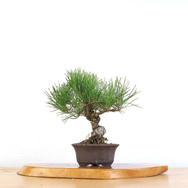 Japanese Black Pine Bonsai, Artist Selected Bonsai, Jason Chan Bonsai, Black Pine Tree Art, Unglazed Rectangular Pot Bonsai, Mature Bonsai Tree, Japanese Black Pine Tree, Bonsai Tree Maintenance, Elegant Bonsai Display, Curated Bonsai Tree