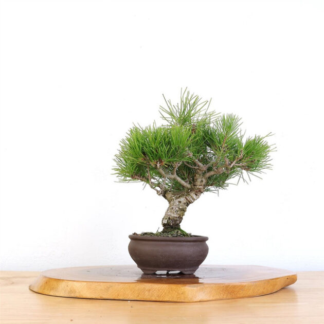 Black Pine Bonsai Tree Art, Black Pine Bonsai Tree Art, Bonsai Tree Art, Curated Bonsai Tree, Jason Chan Bonsai, 6 Inch Unglazed Pot Bonsai, Mature Bonsai Tree, Black Pine Tree Art, Elegant Bonsai Display, Bonsai Tree Care