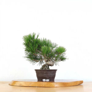 Japanese Black Pine Bonsai, Bonsai Tree, Japanese Bonsai, Black Pine Bonsai, Bonsai Art, Mature Bonsai Tree, Bonsai Care, Unglazed Pot Bonsai, Jason Chan Bonsai, Elegant Bonsai