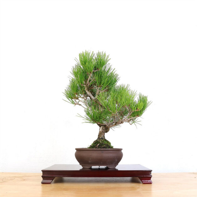 Japanese Black Pine bonsai, Pinus thunbergii bonsai, curated Black Pine bonsai, Japanese Black Pine tree, Black Pine bonsai, bonsai tree in unglazed pot, mature Black Pine bonsai, artist curated bonsai, bonsai tree 14 inches wide, bonsai tree 18 inches tall