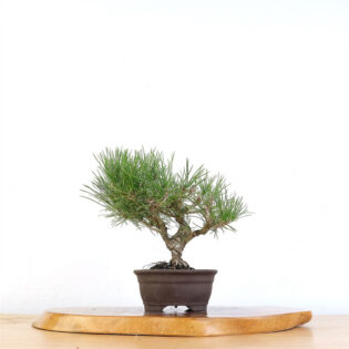 black pine bonsai, artist curated bonsai, Pinus thunbergii bonsai, Black Pine bonsai tree, bonsai with unglazed pot, 8-11 years old bonsai, Japanese Black Pine bonsai, bonsai tree for collectors, indoor bonsai tree, outdoor bonsai tree