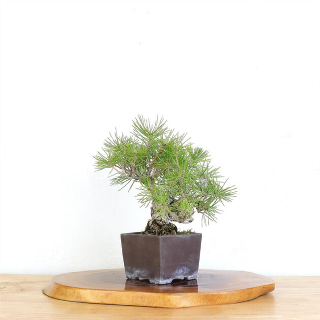 Japanese Black Pine bonsai, Pinus thunbergii bonsai, curated Black Pine tree, artist curated bonsai, Japanese Black Pine tree, bonsai with unglazed pot, Black Pine bonsai care, miniature Black Pine tree, bonsai tree 14 inches tall, bonsai tree 10 inches wide