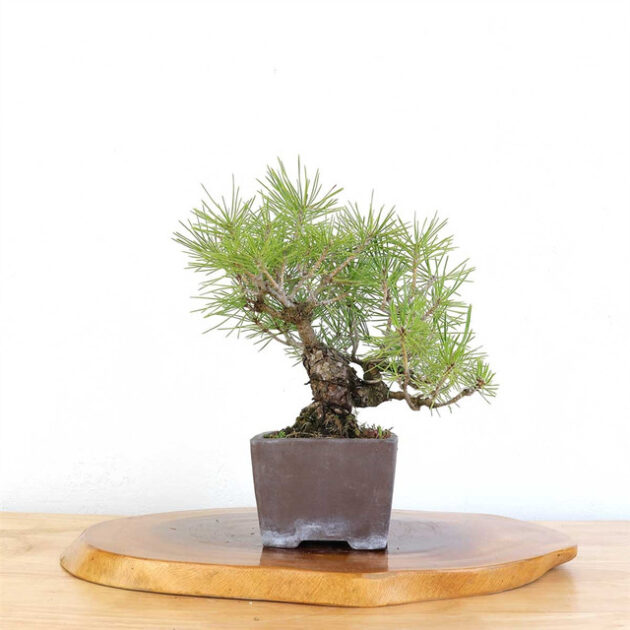 Discover the timeless elegance of the Artist Curated Japanese Black Pine, a lifelike botanical sculpture perfect for enhancing any space with natural beauty.