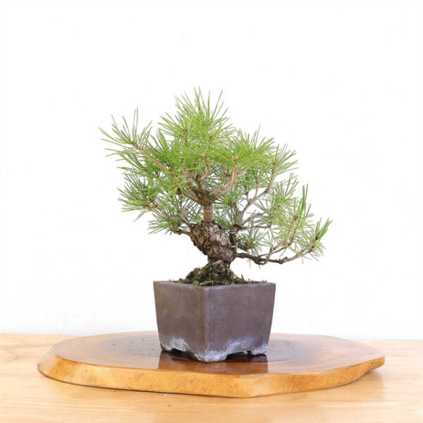 Discover the timeless elegance of the Artist Curated Japanese Black Pine, a lifelike botanical sculpture perfect for enhancing any space with natural beauty.