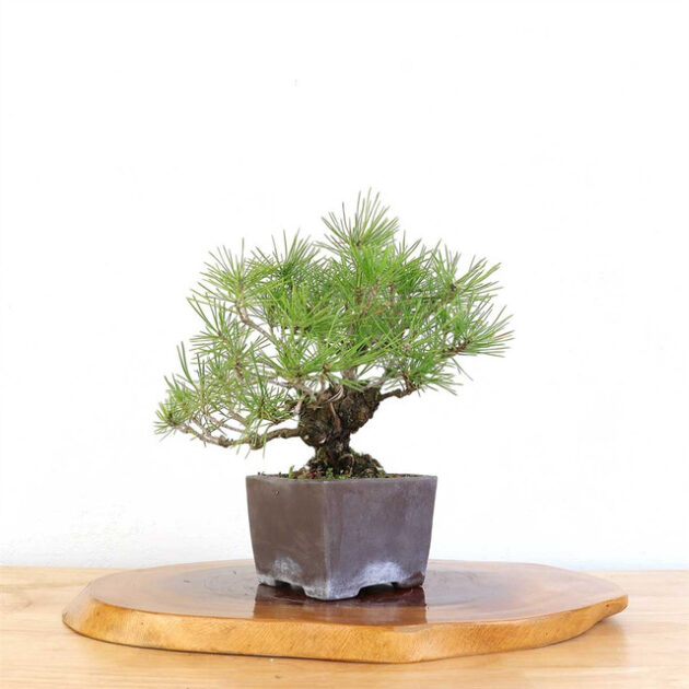 Discover the timeless elegance of the Artist Curated Japanese Black Pine, a lifelike botanical sculpture perfect for enhancing any space with natural beauty.