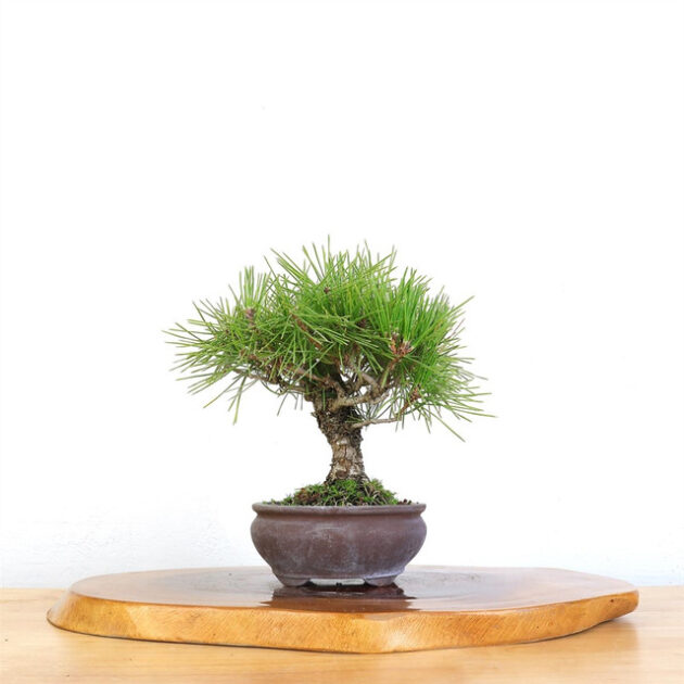 Discover the timeless elegance of the Artist Curated Japanese Black Pine, a lifelike botanical sculpture perfect for enhancing any space with natural beauty.