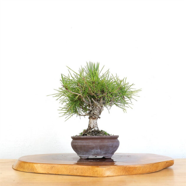 Discover the timeless elegance of the Artist Curated Japanese Black Pine, a lifelike botanical sculpture perfect for enhancing any space with natural beauty.