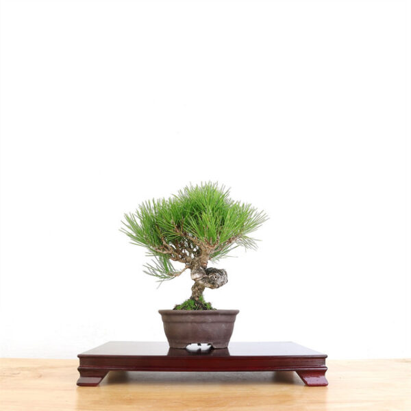 Japanese Black Pine bonsai, Pinus thunbergii bonsai, artist curated black pine, bonsai tree, unglazed bonsai pot, mature bonsai tree, black pine bonsai