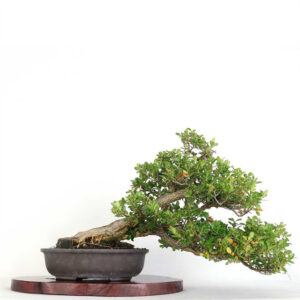 Japanese Boxwood bonsai, artist curated Japanese Boxwood, Japanese Boxwood bonsai tree, Boxwood bonsai tree, mature Japanese Boxwood, bonsai tree with unglazed pot, Japanese Boxwood bonsai 18 inches, bonsai tree 28 inches wide, Japanese Boxwood bonsai art, curated bonsai tree, Boxwood bonsai collection