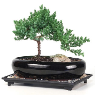 medium rock juniper, evergreen shrub, juniperus rigida, landscaping plants, low-maintenance shrubs, blue-green foliage, garden privacy screen, windbreak plants, xeriscaping plants, garden borders, rock garden plants, slope stabilization shrubs, conifer evergreen, juniper bonsai, garden design