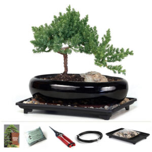 Medium Rock Juniper, Juniperus rigida, medium rock juniper shrub, low-maintenance garden plants, evergreen landscaping, bonsai starter kit, juniper bonsai, garden privacy screen, versatile shrubs, drought-tolerant plants, garden border plants, ornamental shrubs, garden kit for beginners, rock juniper bonsai