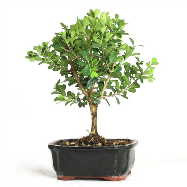 miniature boxwood bonsai, Buxus microphylla, boxwood shrub, compact evergreen shrub, small-leaf boxwood, bonsai boxwood, miniature boxwood plant, boxwood bonsai tree, dense foliage shrub, boxwood garden plant, versatile boxwood, ornamental boxwood, evergreen boxwood, bonsai plants, boxwood care, boxwood for gardens, boxwood landscaping