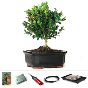 Discover the Miniature Boxwood Bonsai Starter Kit - perfect for beginners and bonsai enthusiasts. Grow your own miniature tree with ease. Buy now!