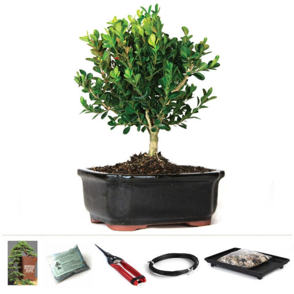 Discover the Miniature Boxwood Bonsai Starter Kit - perfect for beginners and bonsai enthusiasts. Grow your own miniature tree with ease. Buy now!