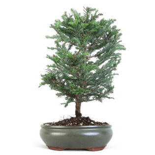 Large Coastal Redwood Bonsai, Sequoia sempervirens bonsai, miniature redwood bonsai, coastal redwood bonsai, conifer bonsai tree, evergreen bonsai, indoor redwood bonsai, outdoor bonsai tree, Coastal Redwood care, decorative redwood bonsai