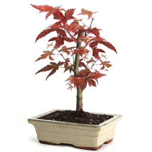 Japanese Red Maple Bonsai, Shindeshojo, Acer palmatum bonsai, red maple bonsai, seasonal foliage bonsai, bonsai tree care, indoor bonsai tree, Japanese maple foliage, bonsai art, miniature maple tree