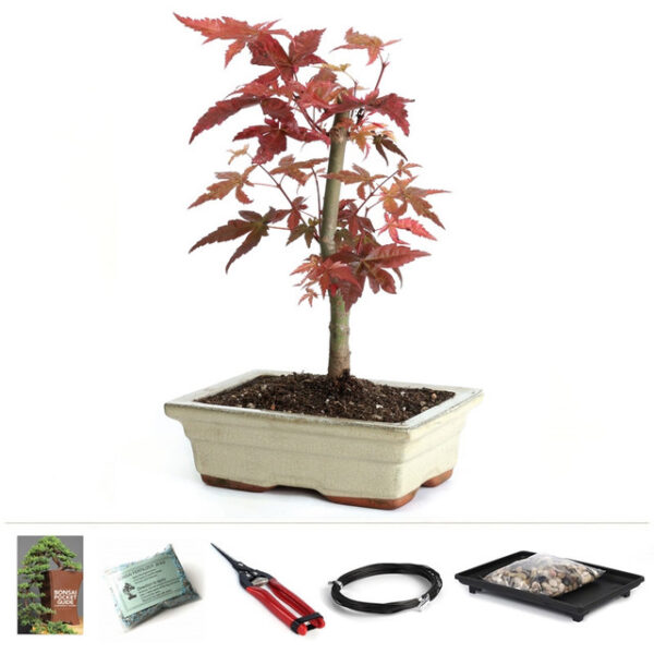 Japanese Red Maple Bonsai, Shindeshojo Bonsai, Acer palmatum Shindeshojo, red maple bonsai, bonsai starter kit, bonsai care kit, decorative bonsai pot, bonsai pruning shears, vibrant red foliage bonsai, indoor bonsai tree, outdoor bonsai tree, Japanese maple bonsai care