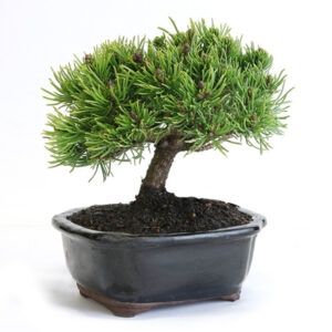 Miniature Mugo Pine Bonsai, Pinus mugo bonsai, evergreen bonsai, small pine bonsai, indoor bonsai tree, compact pine bonsai, Mugo Pine care, bonsai for beginners, decorative pine bonsai, dense foliage bonsai