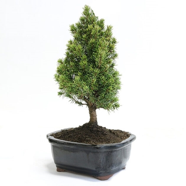 miniature spruce bonsai, small spruce bonsai, evergreen bonsai, conifer bonsai, compact bonsai tree, bonsai spruce needles, indoor bonsai tree, outdoor bonsai spruce, bonsai for beginners, small conifer bonsai