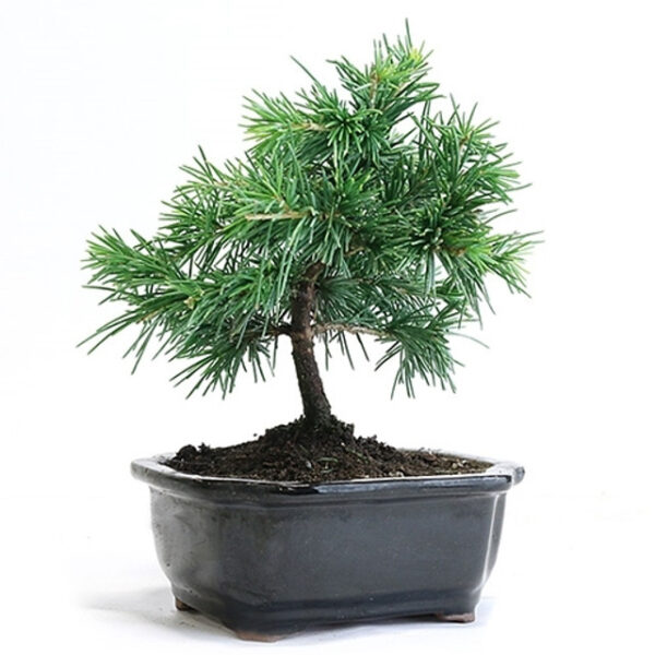 miniature cedar bonsai, conifer bonsai, evergreen bonsai, small bonsai tree, cedar bonsai, bonsai with unique bark, beginner bonsai, indoor bonsai, outdoor bonsai, compact bonsai tree