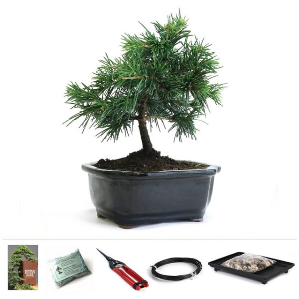 Miniature Cedar Bonsai Starter Kit, Cedar bonsai kit, beginner bonsai set, Cedrus spp. bonsai, conifer bonsai, indoor cedar bonsai, outdoor bonsai tree, bonsai care kit, bonsai training tools, miniature bonsai tree