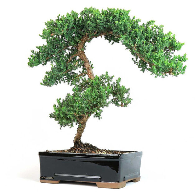 Grand Trained Juniper, bonsai tree, Juniperus procumbens 'Nana', bonsai art, indoor bonsai, outdoor bonsai, evergreen bonsai, conifer bonsai, bonsai display, bonsai care, stylish bonsai, bonsai for collectors