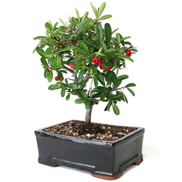 Discover the beauty of Pyracantha 'Firethorn' Bonsai. Vibrant berries and elegant form make it perfect for gardens and bonsai enthusiasts. Buy now!