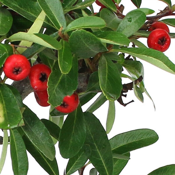 Discover the beauty of Pyracantha 'Firethorn' Bonsai. Vibrant berries and elegant form make it perfect for gardens and bonsai enthusiasts. Buy now!